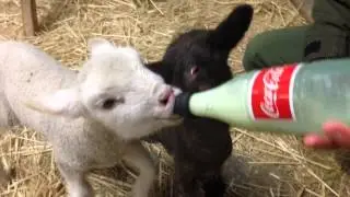 Feeding Baby Lambs