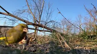 Sticleți și florinti - Goldfinches and greenfinches(Carduelis carduelis & Chloris Chloris)