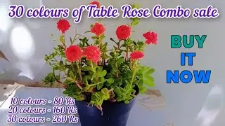 30 colours of Table Rose Combo sale .