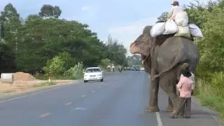 Elephant in Cambodia