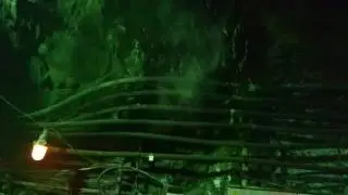Околоствольный двор