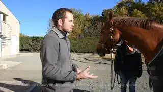 Lésion du ligament suspenseur du boulet  Clinique équine de Conques   Cheval partenaire