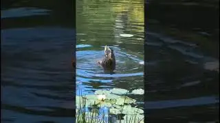 Just Duck Things