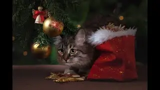 Laisse-Moi Vivre (un Dernier Noël) MLB