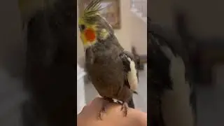 Zoom in, Zoom out #birds #pets #love #cute #animals #birb #fyp #pikachu #chill