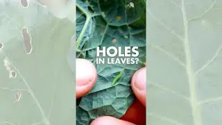 🐛 How to control cabbage worms #shorts