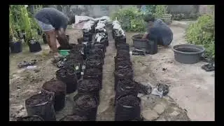 BIOCHIKE+ : PUPUK ORGANIK BERBASIS BIOCHAR TANKOS DAN PUKAN AYAM DIPERKAYA UREATERCOATED