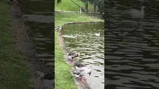 Olha o pato 🦆 #pato #duck #ducksofinstagram #petduck #ducks #pet #o #ducklife #canard #anatra #a