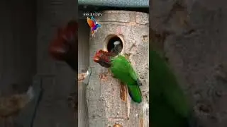 Birds Breeding mode #breedingbirds
