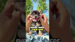 What Does &lsquo;Shiba Inu&rsquo; Really Mean? The Fascinating Story Behind the Name! #shiba  #pets