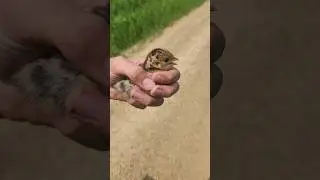Caught a Baby Turkey. Only 1 or 2 days old!