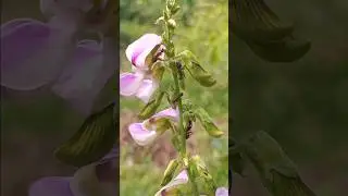Beautiful flower 🌸 of sri lanka neutral 🇱🇰