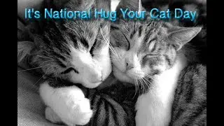 NATIONAL HUG YOUR CAT DAY