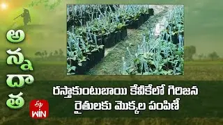 Plant distribution for ST farmers by Rastakuntubai KVK | ETV