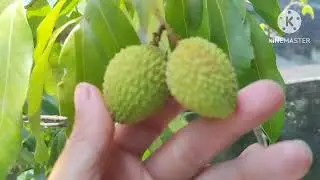 P&eacute; de lichia produ&ccedil;&atilde;o 2025 ✨