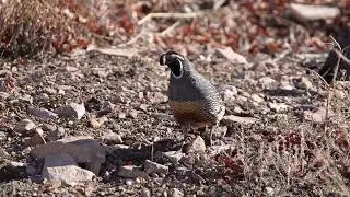 Stock Video - Close up of a male California Quail walking in slow motion
