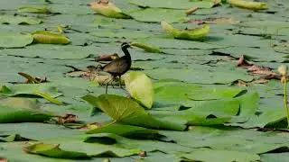 Bronze tailed jacana with their chicks