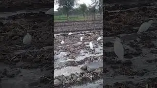 farming #tranding #explore #tractor #viral #travel #farming #indian #vlog #goneviral #express