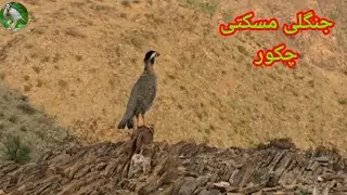 Maskati chakor ki awaz مسکتی چکور کی اواز arabian partridge