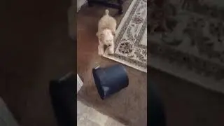 Oh No! Not the empty bucket!