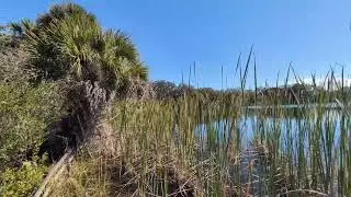 Freshwater Pond & Marsh on Boardwalk at Visitor Center Merritt Island National Wildlife Refuge! 
