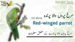 Red winged parrot  information in Urdu | Hindi | Red parrot breeding tips | سرخ پروں والا پرندہ