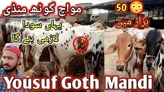 Karachi ki sbsy sasti Mandi | Naval colony cow Mandi Latest update | Cattle Rates update | cow Mandi