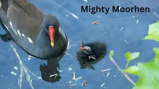 Wetland Britain: The Mighty Moorhen