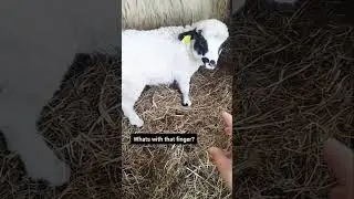 Snowflake #lamb #funny #youtubeshorts #ytshorts #viral #shorts #fyp #animals #funnyvideo #cute #love