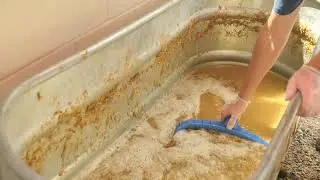How to Grow Oyster Mushrooms on Straw: Draining the Straw Part 3 of 5