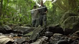 Atelopus Limosus Release Trial: Panama