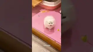 Cat memes tikTok compilation 