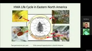 Lessons learned managing the hemlock woolly adelgid