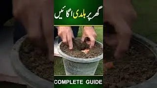 Growing Turmeric at home | urdu | GREEN GARDENS #javediqbal #gardening #gardeningtips #greengardens