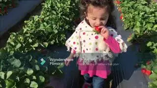 Kids First Strawberry Picking