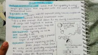 BAC and YAC Vector|Part-02|Detailed Explanation|Aktu|AITM|Notes biotechnology|Genetic Engineering|
