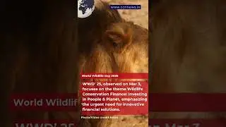 #WorldWildlifeDay 2025 #Wildlife Conservation #Finance #shorts #youtubeshorts #videos #ccnnews #news