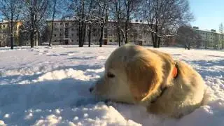 cooper 5 months (golden retriever puppy)