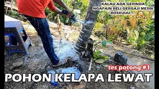 Review dan Tes Potong Pohon Kelapa Pakai Gerinda | Adaptor Chainsaw Xenon Murah Meriah