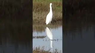 Great Egret listening to the noisy blackbirds.
