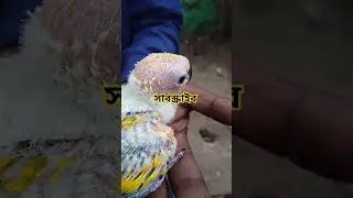 Colourful Sprite Sunconure chicks# shorts#ytshorts# trending#viralvideo