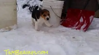 Beagle Puppies Playing in the Snow Cute Tiny