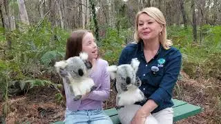 Ranger Stacey&rsquo;s Nature Calendar | Koalas on the move