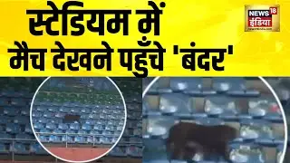 स्टेडियम में मैच देखने पहुँचे 'बंदर' | India Open Badminton | Delhi News | Indira Gandhi Stadium