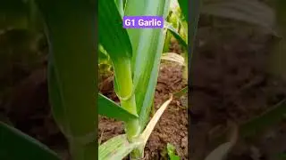 #shorts  G1 garlic |NARC G1 lehsan #viral #shortvideo