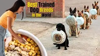 10 Best Trained and Disciplined Dogs In The World