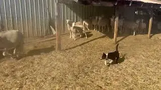Blueoak Jed first sheep time