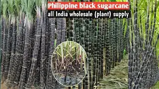 Philippine block sugarcane plant available/all India wholesale supply/WhatsApp9062349546 