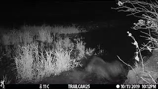 Grizzly bear catching salmon at night