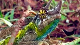 Jackson's Three Horned Chameleon in the Wild (HD)